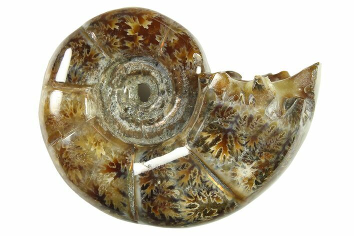 Polished, Sutured Ammonite (Argonauticeras) Fossil - Madagascar #287555